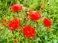 -铁山坪森林公园