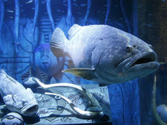 -迪拜水族馆及水下动物园