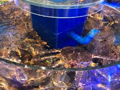 水产区-新海渔港·胶东海鲜家常菜·家宴(奥体中心店)