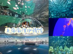 -上海海洋水族馆