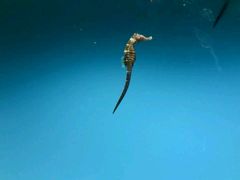 -北戴河圣蓝海洋公园