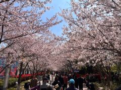 -高东镇樱花园