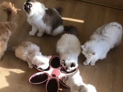 -猫腻·猫咖·撸猫馆(星光大道店)