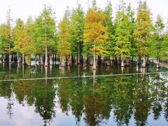 -白鹭湾湿地公园