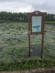 -水八仙生态园
