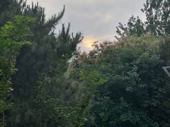 -大兴滨河森林公园