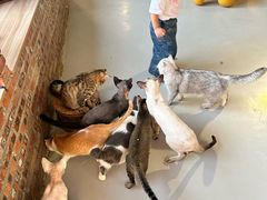 -豆逗聊愈猫阁Easy Life