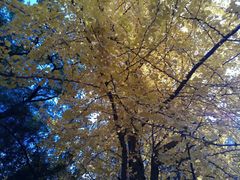-辽宁大学(崇山校区)