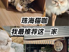 -豆逗聊愈猫阁Easy Life