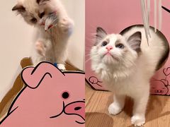 -猫猫幼稚园·撸猫·桌游·电玩