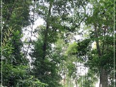 -武吉知马自然保护区