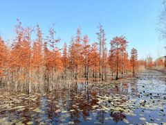 -池杉湖湿地公园