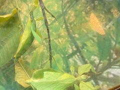-上海大自然野生昆虫馆(东方明珠·爬宠昆虫探索中心)