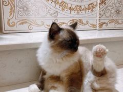 -共舞时光猫咖·狗咖(新街口店)