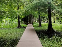 -溱湖国家湿地公园