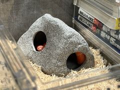 -酷以爬仙阁实体爬宠店·守宫·蜥蜴·专业繁育