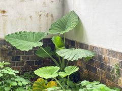 -羊楼洞