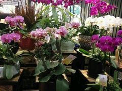 -豆豆花艺(新光天地店)
