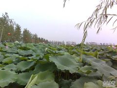 -建华生态湿地百荷园