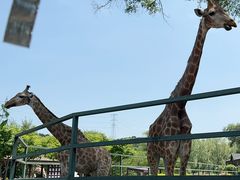 -沈阳森林动物园