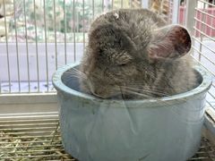 -中环花鸟鱼虫市场