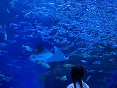 -海合安成都极地海洋公园