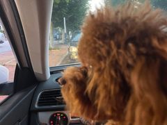 -集杰尚品海鲜烤肉自助餐厅(乳山振华店)