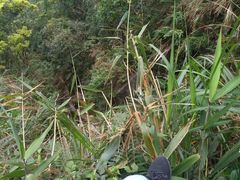 -梧桐山风景名胜区