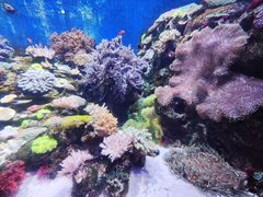 -珠海长隆海洋王国