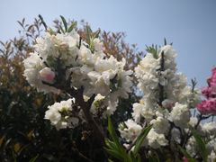 -南汇桃花村