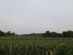 -北京张裕爱斐堡酒庄