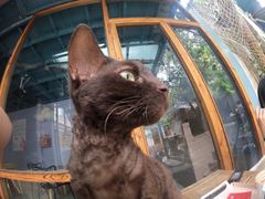 -喵屿·大理花园猫咖