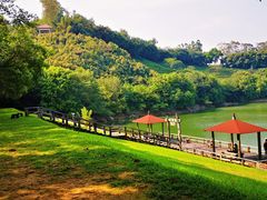 -雁南飞茶田景区