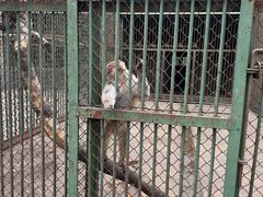 -合肥野生动物园