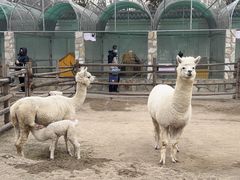 -北京市海淀外国语实验学校