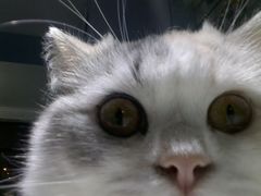 -喵的天空名猫咖啡馆·撸猫·猫舍·用品