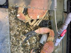 -海九澎湖海鲜餐厅