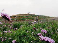 -光明小镇欢乐田园