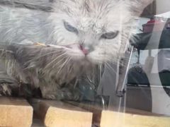 -嘉馨宠物医院·CT影像转诊·心脏科·犬猫全科诊疗中心(下沙大学城院区)