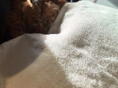 -北京派仕佳德动物医院·超导核磁·CT·神经科·骨科·内外科·急重症管理中心