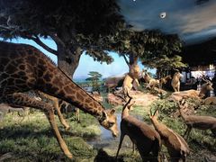 -国家自然博物馆