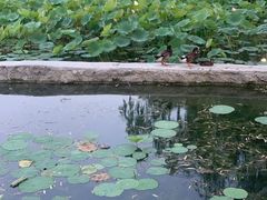 -莲花池公园