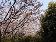 iphone_upload_pic-高东镇樱花园