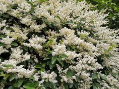 -济南富力凯悦酒店