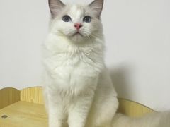 -Bastet sally猫舍购宠(静安店)