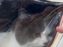 -瑞派动物医院·绝育·犬猫全科·预防医学(光景江南中店)