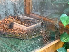 -上海大自然野生昆虫馆(东方明珠·爬宠昆虫探索中心)