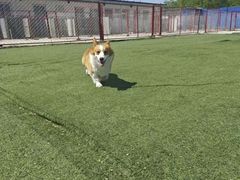 -宠物寄养训练学校