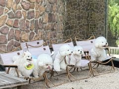 -J Create城市露营咖啡·简餐·宠物(上海动物园店)