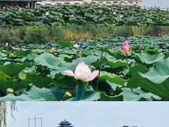 -济南大明湖景区